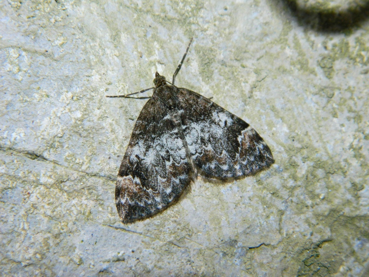 Geometridae - Dysstroma citrata e Dysstroma truncata
